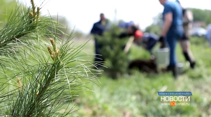 На 100 сибирских сосен стало больше в поселке Тальжино