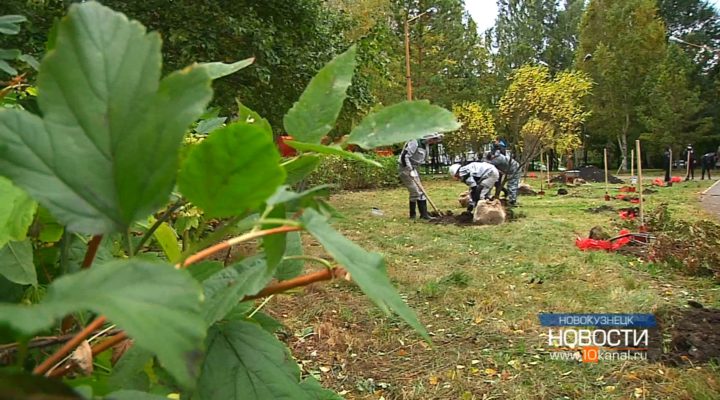 В Новоильинском районе высадили новую аллею