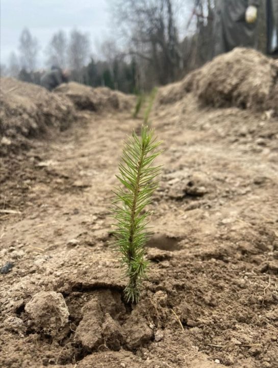 За 3 года в Кузбассе высажено 64 кв. км лесов