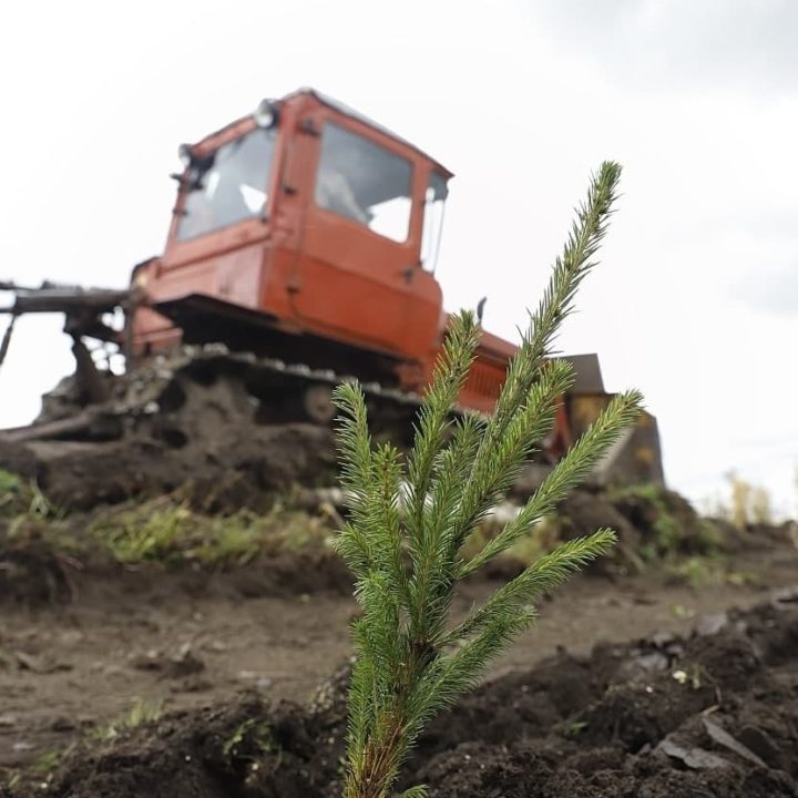 За 3 года в Кузбассе высажено 64 кв. км лесов