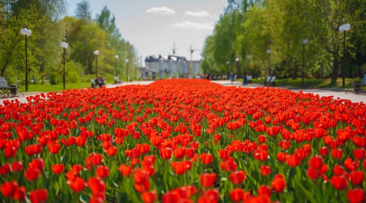 Оригинальные цветочные композиции украсят города Кузбасса