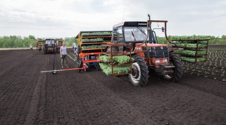 В Кузбассе засеяно на 130 тыс. га больше, чем в прошлом году