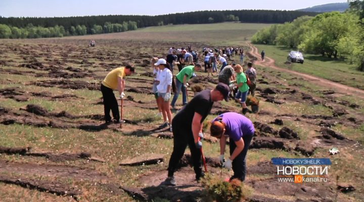 Сосновый бор заложили в Новокузнецке