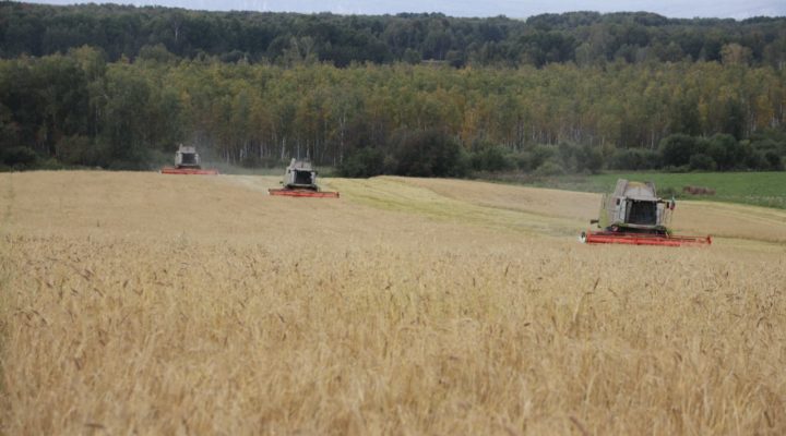 Аграрии Кузбасса планируют собрать 1,7 млн тонн зерна