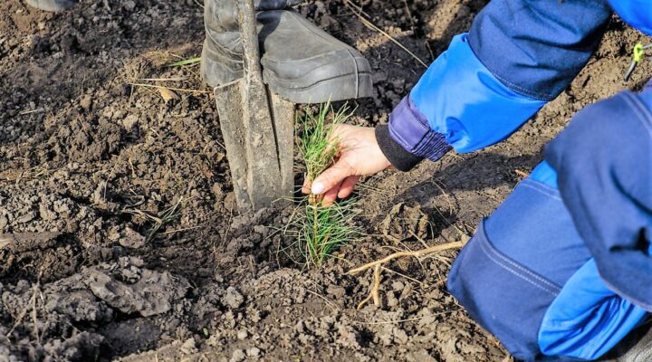 Лесничие Кузбасса второй год подряд перевыполняют план по восстановлению лесов