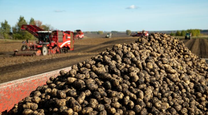 В Кузбассе на поддержку производителей овощей в 2023 году направят более 60 млн рублей