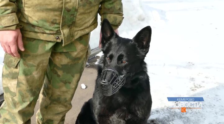 Багира и Терри в гостях у «Маленького принца»